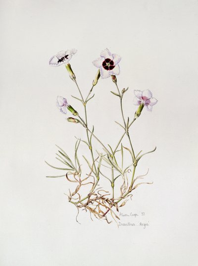 Dianthus 